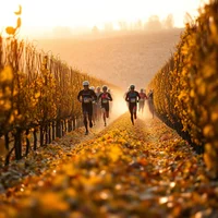 Group of runners racing along a path between autumn vineyards in warm golden light