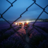 People walking between rows of purple lavender at dusk, viewed through a chain-link fence with lights in background