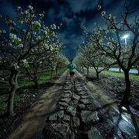Runner in a teal top on a dirt path between white-blossom orchard trees at night, lit by a street lamp