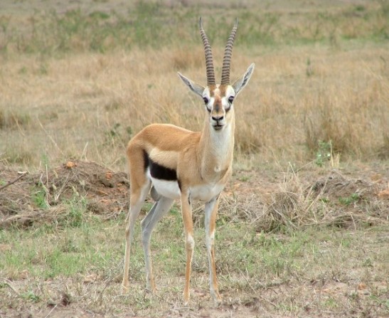 running cadence gazelle